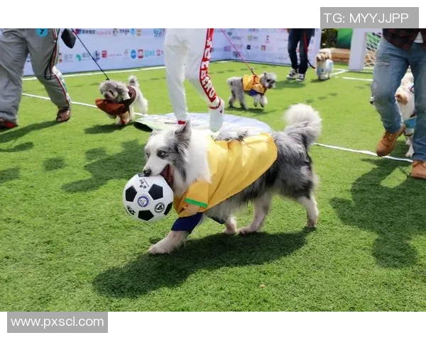 足球明星的爱犬展现球技与主人同场竞技的精彩瞬间